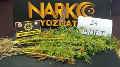 Yozgat'ta yapılan uyuşturucu operasyonunda, 1 şüpheli yakalandı ve 24 kök