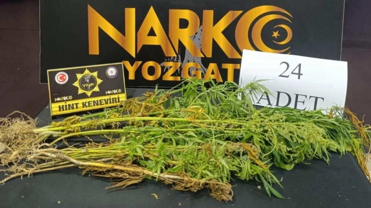Yozgat'ta yapılan uyuşturucu operasyonunda, 1 şüpheli yakalandı ve 24 kök