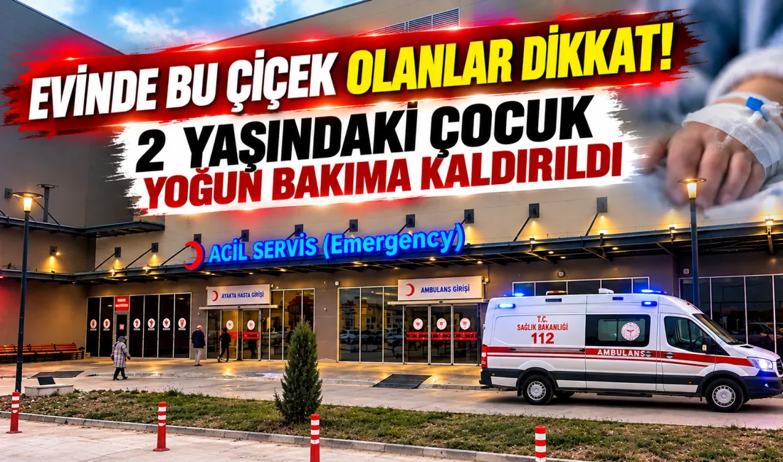Evlerde ve iş yerlerinde dekoratif amaçlarla yetiştirilen, halk arasında "Ağlayan