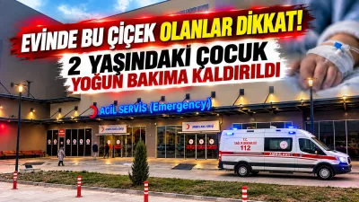 Evlerde ve iş yerlerinde dekoratif amaçlarla yetiştirilen, halk arasında "Ağlayan