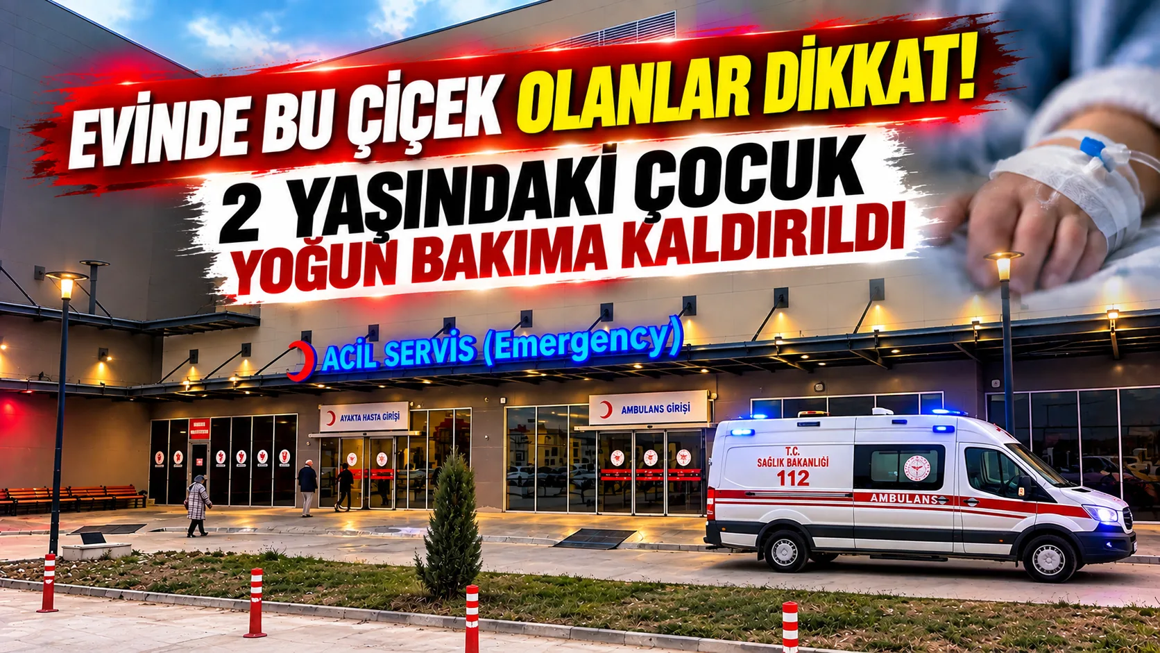 Evlerde ve iş yerlerinde dekoratif amaçlarla yetiştirilen, halk arasında "Ağlayan