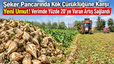Şefaatli’ye bağlı Paşaköy’de, şeker pancarında ciddi verim kayıplarına yol açabilen