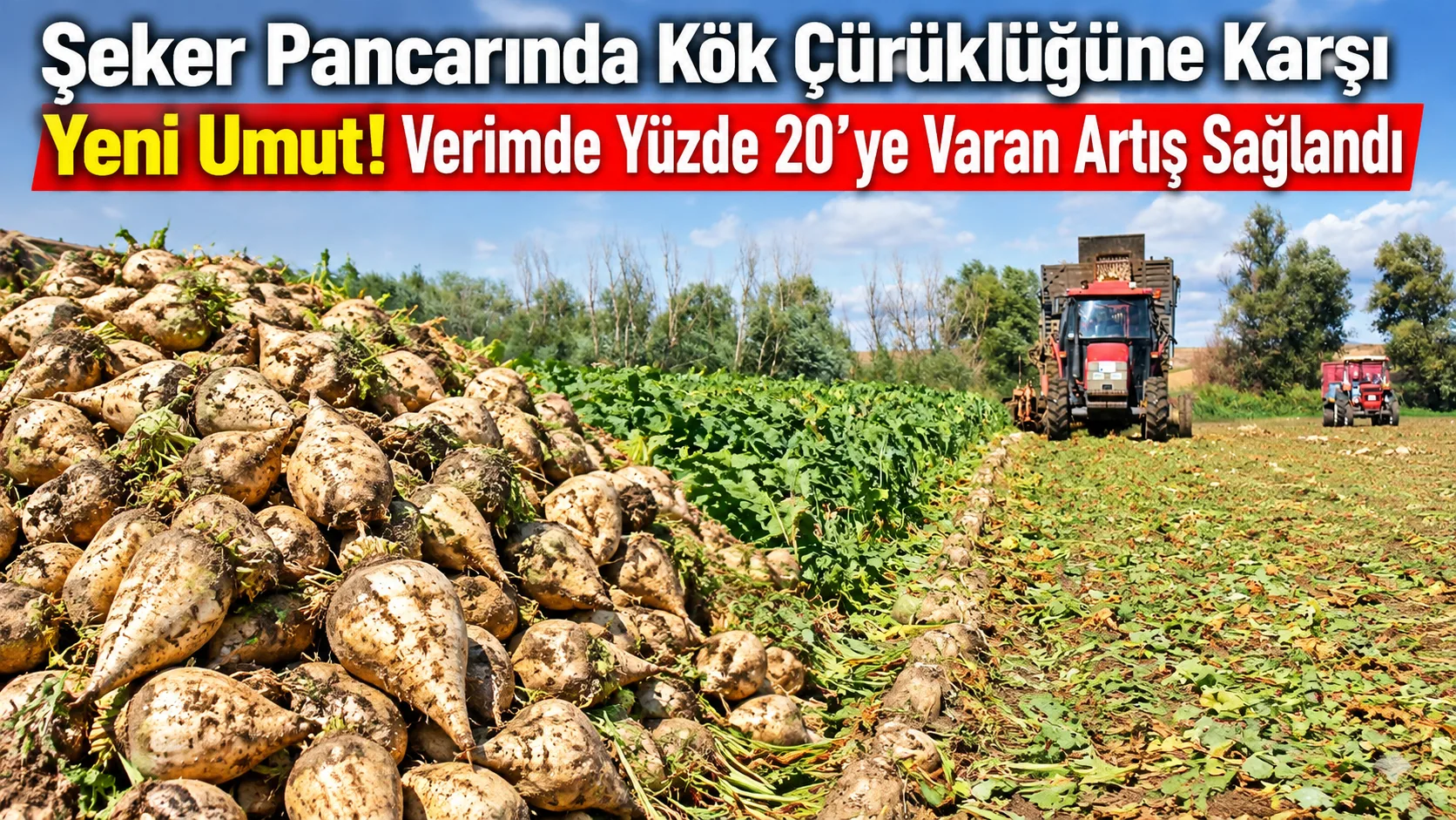 Şefaatli’ye bağlı Paşaköy’de, şeker pancarında ciddi verim kayıplarına yol açabilen