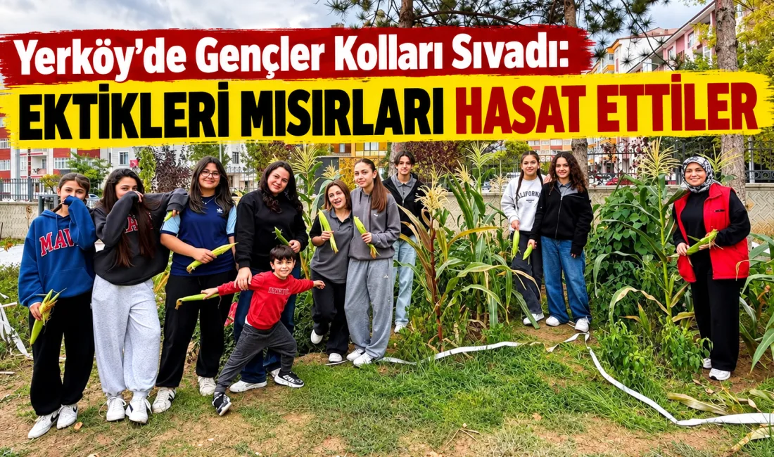 Yerköy Gençlik Merkezi’nin hobi bahçesinde yetiştirilen mısırlar, gençlerin katıldığı hasat