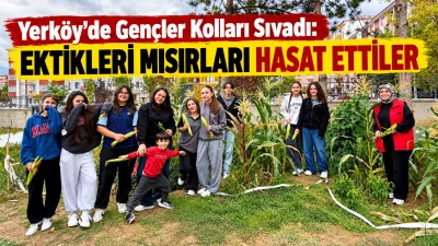Yerköy Gençlik Merkezi’nin hobi bahçesinde yetiştirilen mısırlar, gençlerin katıldığı hasat